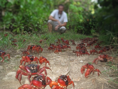Ian Usher Christmas Island Crabs (Ian Usher)  CC BY-SA 
License Information available under 'Proof of Image Sources'